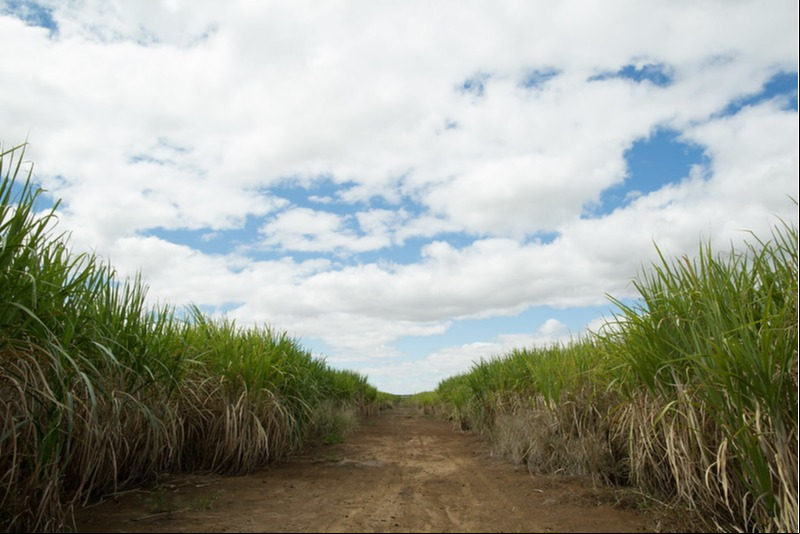 Cana-de-açúcar - Foto: CNA/Divulgação