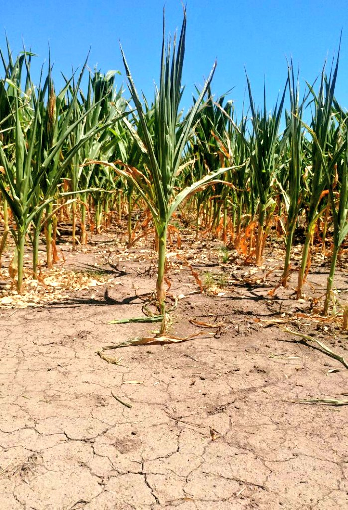 Milho em Armstrong, Santa Fe, Argentina (Fonte: Federação Agrária Argentina)