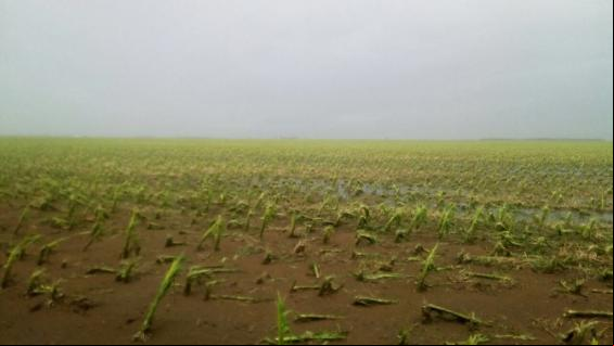 Granizo afeta soja e milho em Córdoba