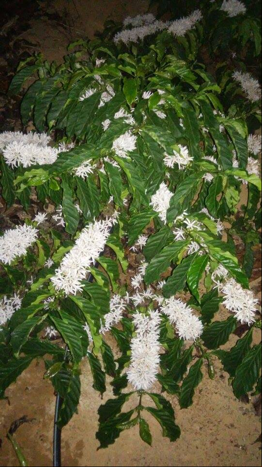 Foto primeira florada Ray Santana, Marilândia (ES)