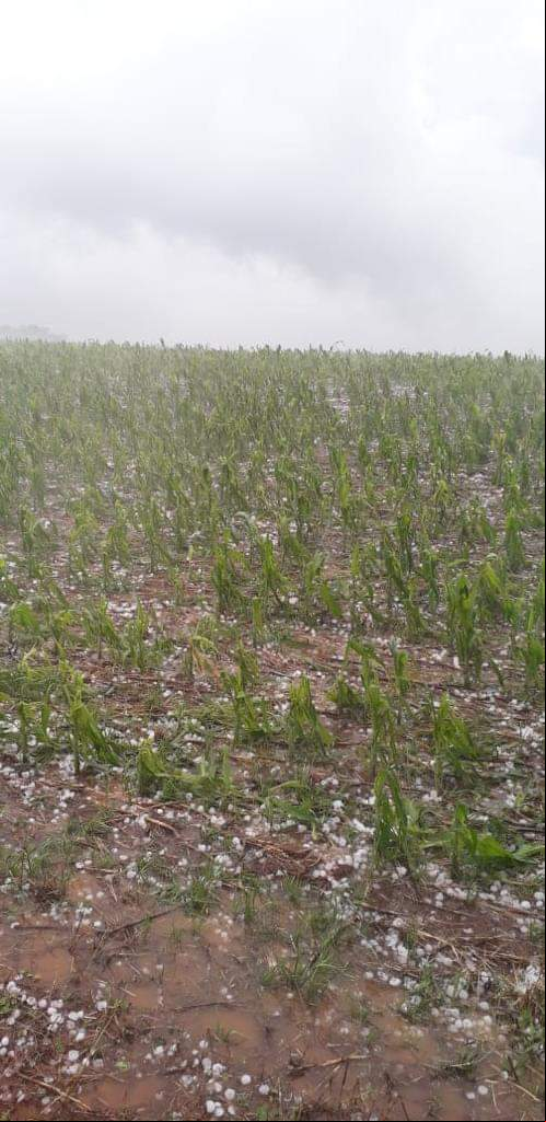 Registro de granizo em Taperá (RS) - Foto: Reprodução/Redes sociais