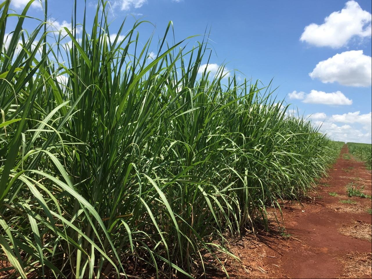 A sugarcane field in development stage is seen at a farm in Jacarezinho, Brazil January 1, 2019. REUTERS/Marcelo Texeira