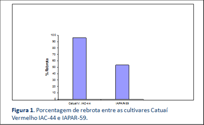 Procafé 004