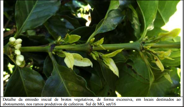 Detalhe da emissão inicial de brotos vegetativos, de forma excessiva, em locais destinados ao abotoamento, nos ramos produtivos de cafeeiros. Sul de MG, set/16