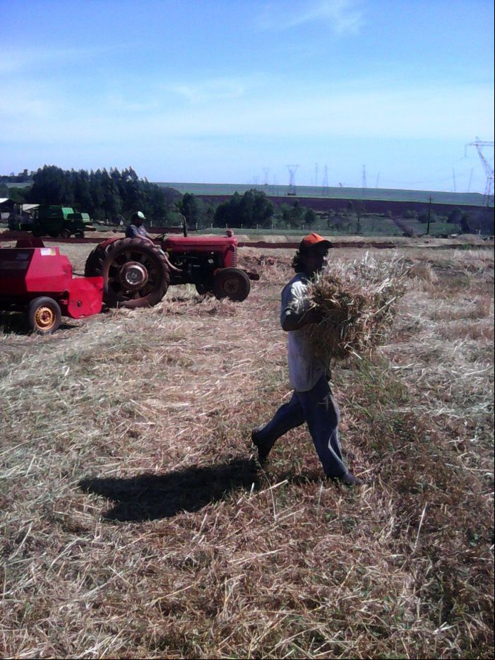 Imagem do dia - Produzindo feno com aveia em Santa Terezinha de Itaipu (PR), do produtor Ademir Fontana