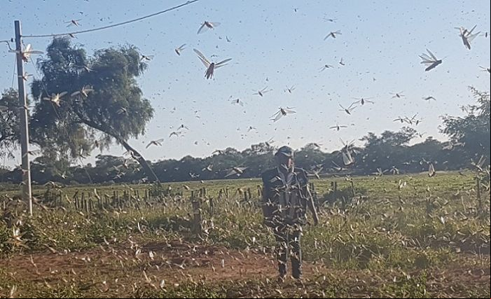 Gafanhoto-migratório na Bolívia