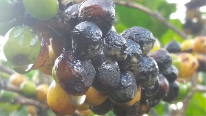 Chuvas atrapalhando colheita do café