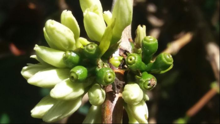 Botão floral em fazenda de São Pedro da União (MG)