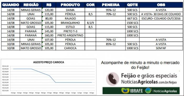 Relatório Feijão 15/08