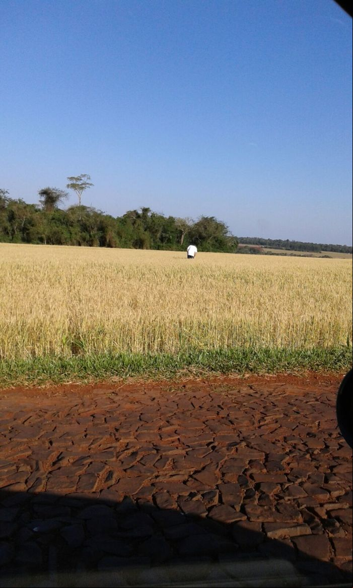 Imagem do dia - Lavoura de trigo em Santa Terezinha de Itaipu  (PR). Enviado pelo Engenheiro Agrônomo Emerson Luiz Romanha
