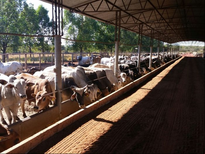 Imagem do dia - Confinamento em Presidente Olegário (MG)