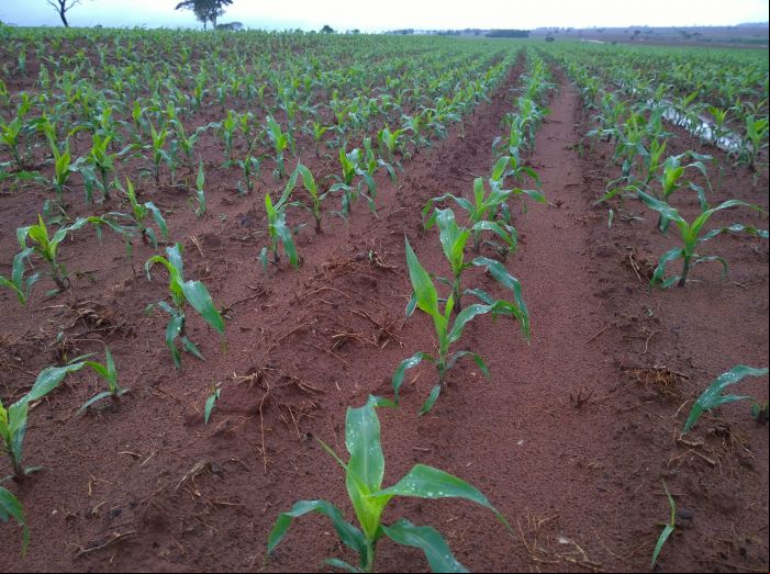 Imagem do dia - Início do plantio de milho em Paranhos (MS), na Fazenda Jatobá. Enviado por Dijalma Cavalier