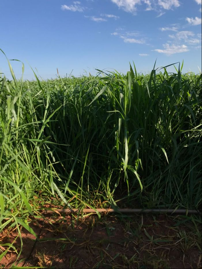 Brachiaria