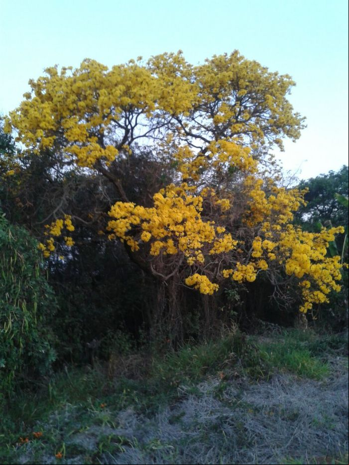 Imagem do dia - Imagem em Carmo do Rio Claro (MG)