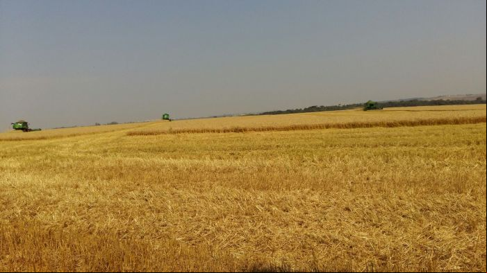 Imagem do dia - Colheita de trigo em Corbélia (PR), do produtor Moises Krohling
