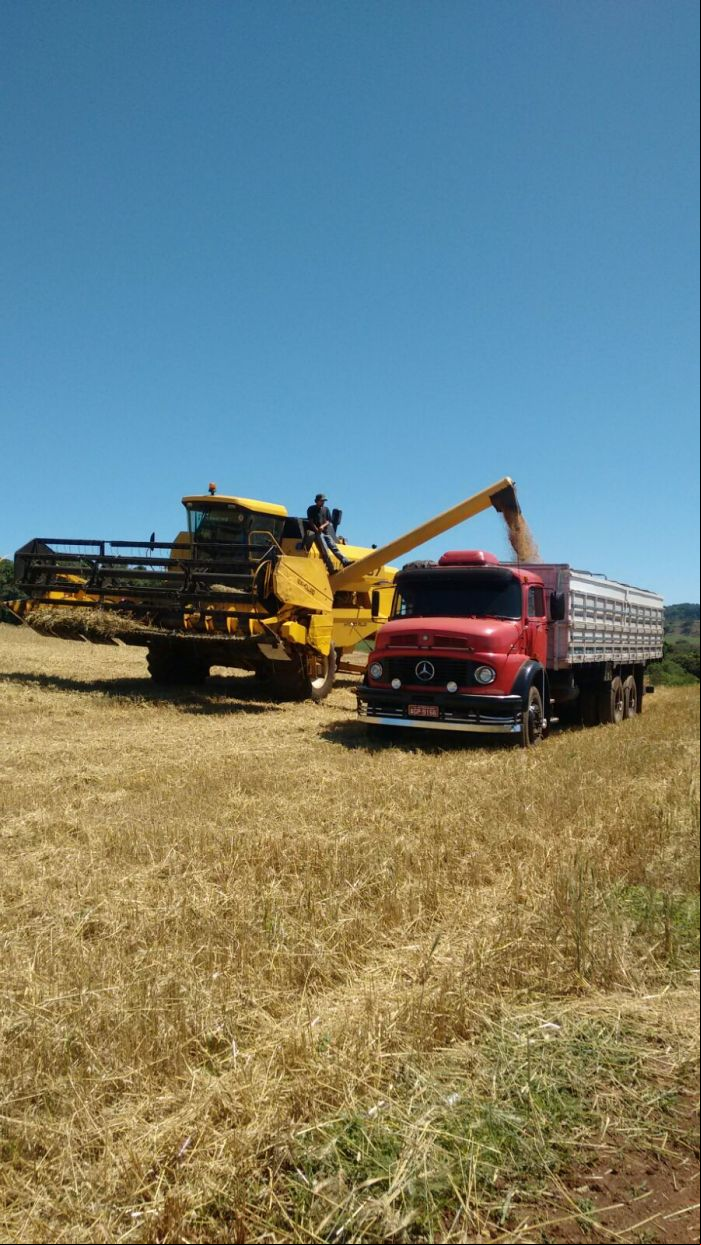 Imagem do dia - Colheita de trigo em Três Barras (PR), do produtor Ivan Carvalho
