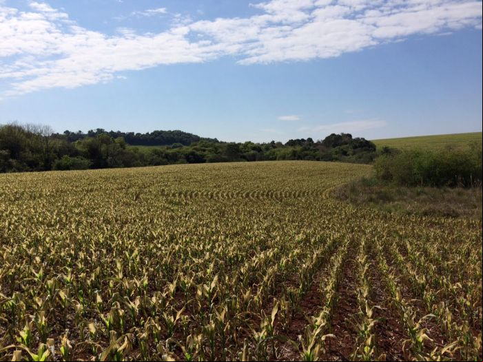Imagem do dia - Danos na lavoura de milho em Horizontina (RS), após a geada do último dinal de semana, do produtor Fábio Manjabosco