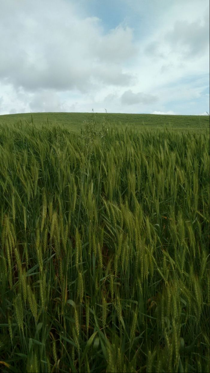 Imagem do dia - Lavoura de trigo antes da geada em Mangueirinha (PR)