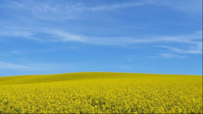 Imagem do dia - Lavoura de canola em Erechim (RS), do produtor Jarbas Talgatti. Envio do Engenheiro Agrônomo Luciano Biazus