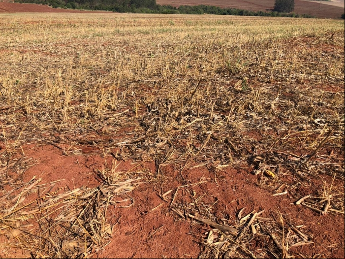 Plantio da soja perdido na região de Doutor Camargo (PR) - Foto: Ildefonso Ausec